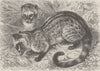 CARNIVORES. The common palm-civet 1893 old antique vintage print picture