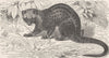 CARNIVORES. The Malay palm-civet 1893 old antique vintage print picture