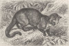 CARNIVORES. The Chinese palm-civet 1893 old antique vintage print picture