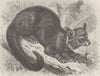 CARNIVORES. The binturong 1893 old antique vintage print picture