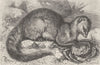 CRABS. The crab-eating mungoose 1893 old antique vintage print picture