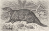 CARNIVORES. The cusimanse 1893 old antique vintage print picture