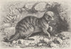 CARNIVORES. The meerkat 1893 old antique vintage print picture