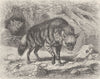 WOLVES. The Aard-wolf 1893 old antique vintage print picture