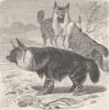 CARNIVORES. The brown hyaena 1893 old antique vintage print picture
