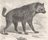 CARNIVORES. The spotted hyaena 1893 old antique vintage print picture