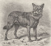 WOLVES. The wolf 1893 old antique vintage print picture