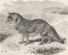 CARNIVORES. The coyote 1893 old antique vintage print picture