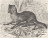 CARNIVORES. The jackal 1893 old antique vintage print picture