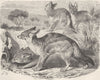 CARNIVORES. Black-backed jackal 1893 old antique vintage print picture