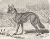 CARNIVORES. Variety of side-striped jackal  1893 old antique print picture