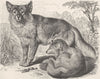 CARNIVORES. The dingo 1893 old antique vintage print picture