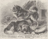 DOGS. The Pomeranian dog 1893 old antique vintage print picture