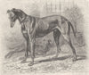 DOGS. English greyhound 1893 old antique vintage print picture