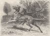 DOGS. Italian greyhounds 1893 old antique vintage print picture