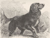 IRELAND. Irish setter 1893 old antique vintage print picture