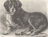 CANADA. Newfoundland dog 1893 old antique vintage print picture