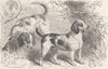 CARNIVORES. The beagle 1893 old antique vintage print picture