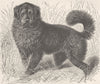 TIBET. Tibet dog 1893 old antique vintage print picture