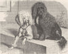 CARNIVORES. White and black poodles 1893 old antique vintage print picture