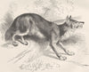 INDIA. Indian wild dog 1893 old antique vintage print picture