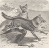 DOGS. Malay wild dog 1893 old antique vintage print picture
