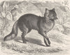 DOGS. Azara's dog 1893 old antique vintage print picture