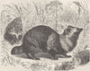 DOGS. The raccoon-dog 1893 old antique vintage print picture