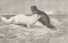 ARCTIC. Arctic foxes on the ice 1893 old antique vintage print picture