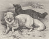 ARCTIC. Arctic fox, in winter dress 1893 old antique vintage print picture