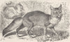 FOXES. The Corsac fox 1893 old antique vintage print picture