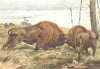 UNGULATES. The European Bison 1894 old antique vintage print picture