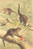 MAMMALS. White-nosed coati 1894 old antique vintage print picture