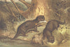 MAMMALS. European otter 1894 old antique vintage print picture
