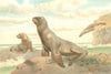 CARNIVORES. Hooker's sea-lion 1894 old antique vintage print picture