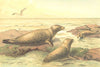 LEOPARDS. Leopard-seal 1894 old antique vintage print picture