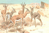 ANTELOPES. Dorcas gazelle 1894 old antique vintage print picture