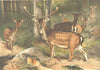 DEER. Fallow deer 1894 old antique vintage print picture