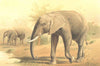 ELEPHANTS. African elephant 1894 old antique vintage print picture