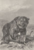 ANIMALS. The grizzly bear 1894 old antique vintage print picture