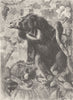 MAMMALS. Sloth-bears in forest glade 1894 old antique vintage print picture