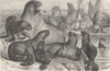 FAMILY. Party of South sea-lions 1894 old antique vintage print picture