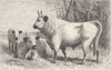 SCOTLAND. Wild cattle of Cadzow Park 1894 old antique vintage print picture