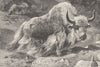 ANIMALS. Domestic yak 1894 old antique vintage print picture