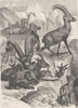GOATS. Alpine ibex 1894 old antique vintage print picture