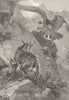 GOATS. Chamois at bay 1894 old antique vintage print picture