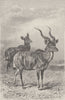 ANTELOPES. Male and female kudu 1894 old antique vintage print picture