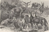 AFRICAN ANTELOPES. Tora; Blessbok; Bontebok; Korigum 1894 old antique print