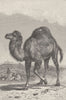 CAMELS. Arabian camel 1894 old antique vintage print picture