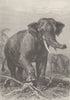 INDIA. Indian elephant 1894 old antique vintage print picture